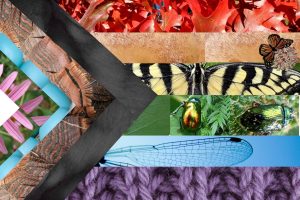 A Progress Pride Flag banner made up of images of different flowers and insects to represent each color in the rainbow