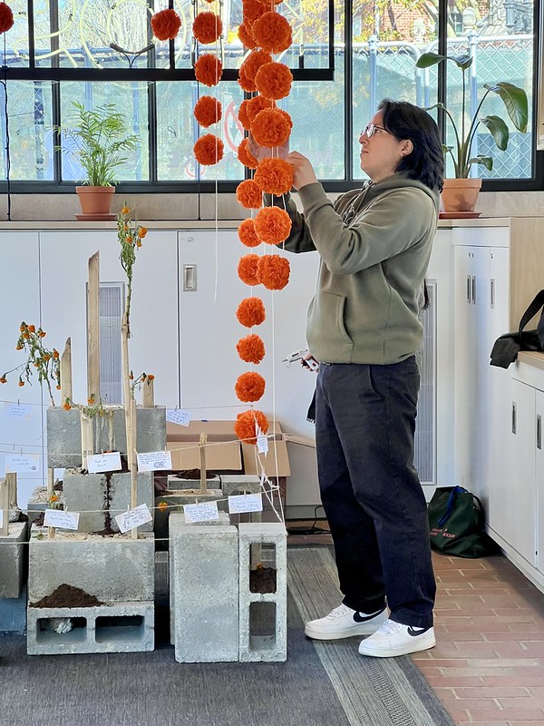 A person wearing a faded green sweatshirt folds and hangs paper marigolds for the exhibition.